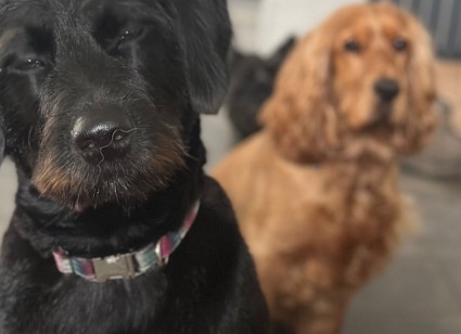 Small Business of the Year entrant – Home2Home4Dogs Ltd