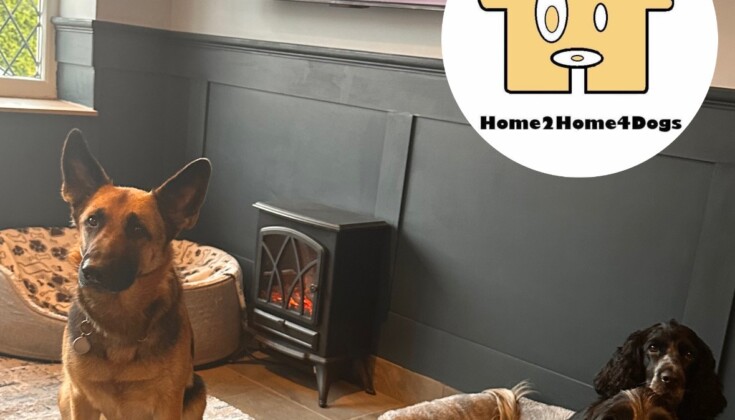 Small Business of the Year entrant – Home2home4dogs
