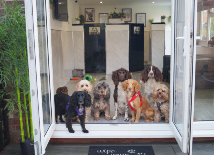 The Pooch Pad and Eleanor Young – Young Business Person, Entrepreneur of the Year, Start-up Business of the Year, Growth Award and Small Business of the Year entrant