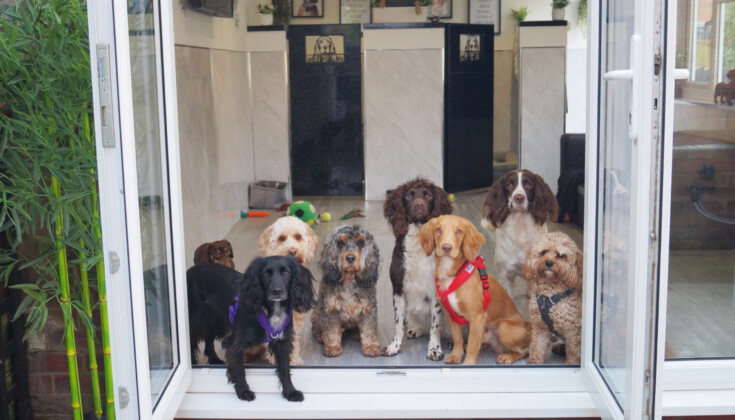 The Pooch Pad and Eleanor Young – Young Business Person, Entrepreneur of the Year, Start-up Business of the Year, Growth Award and Small Business of the Year entrant